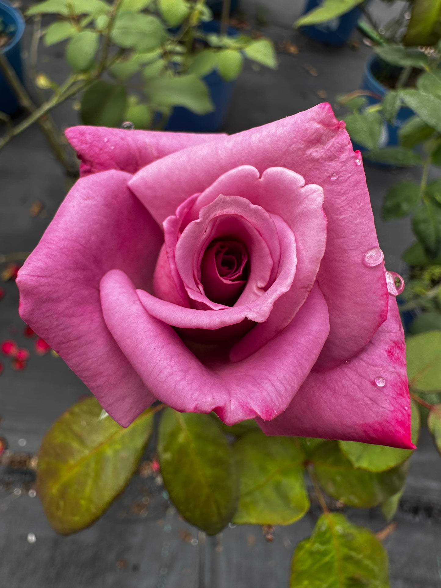 Rose - Perfume Delight XL