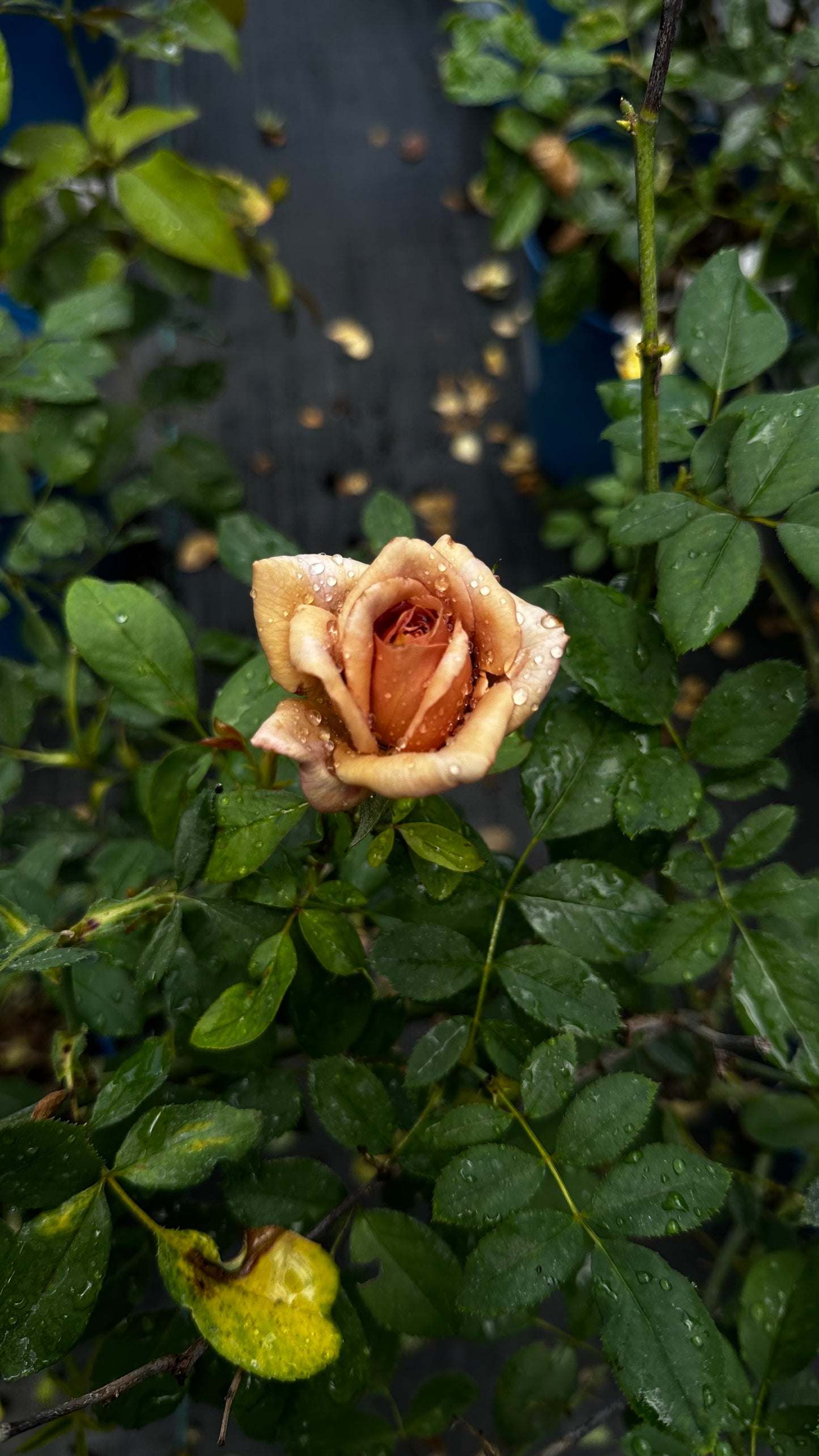 Rose - Koko Loco