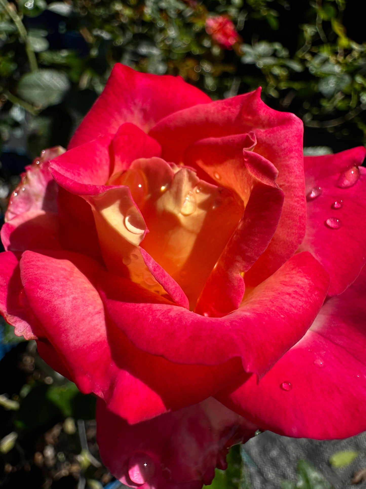 Rose - Dick Clarke