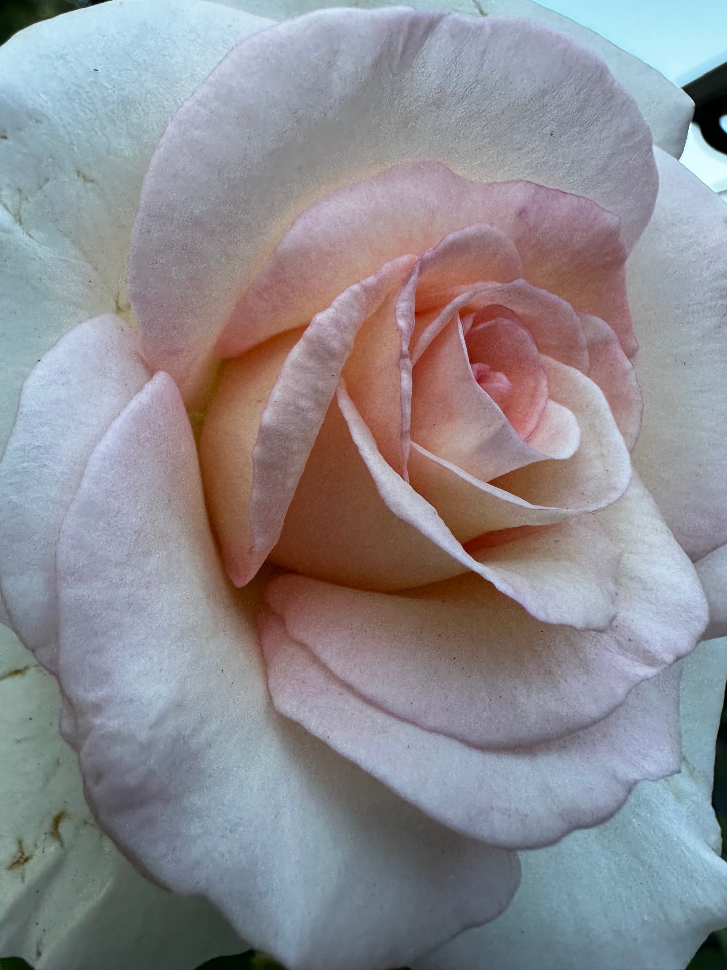 ROSE - Francis Meilland XL