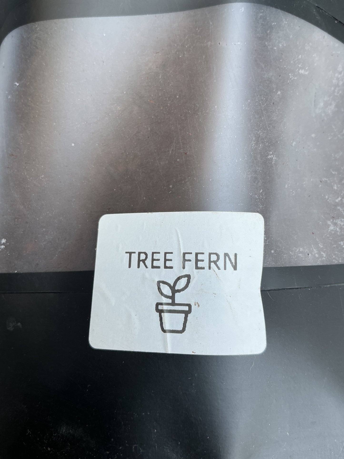 Tree Fern