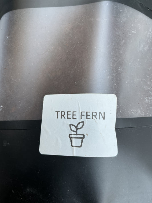 Tree Fern
