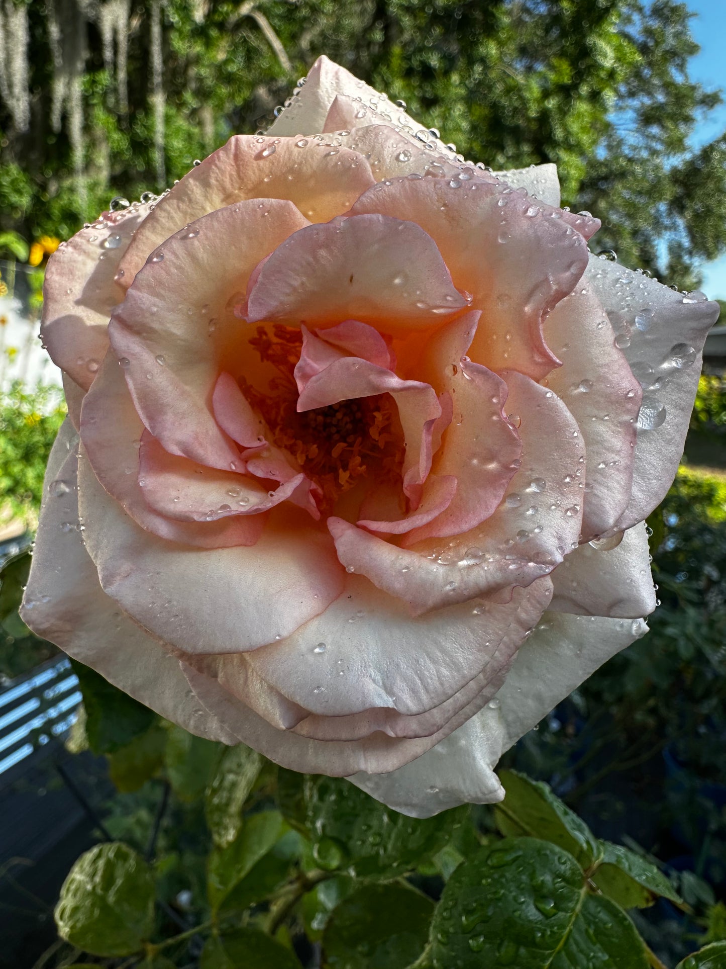 ROSE - Francis Meilland XL