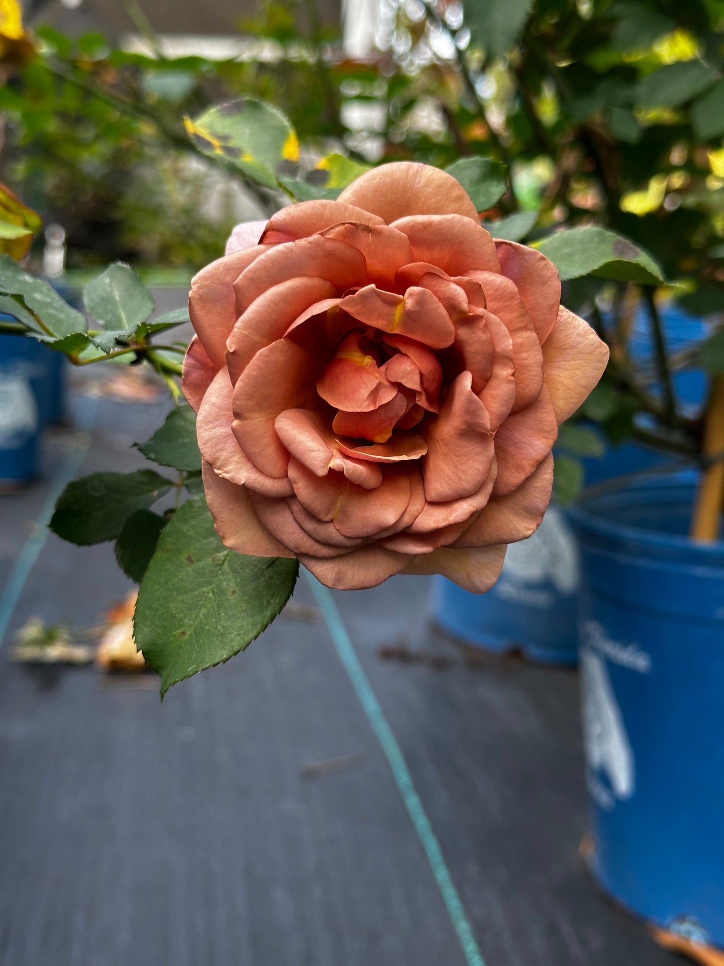 Rose - Koko Loco