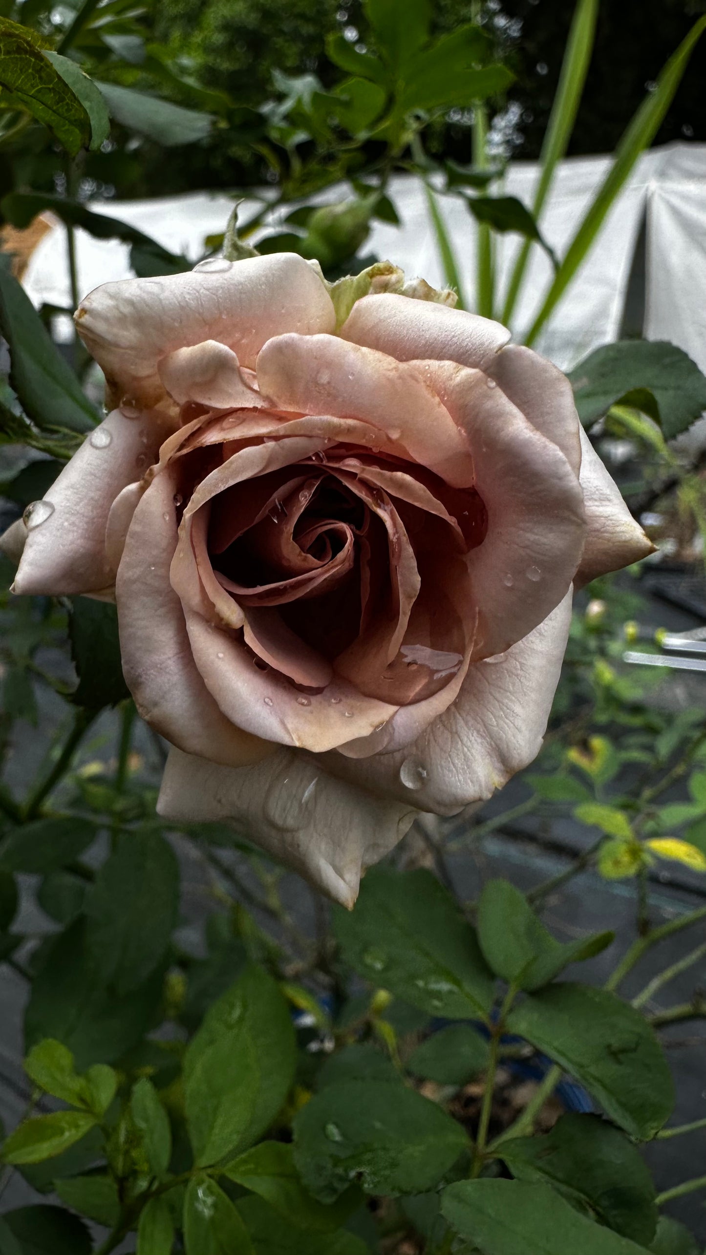 Rose - Koko Loco