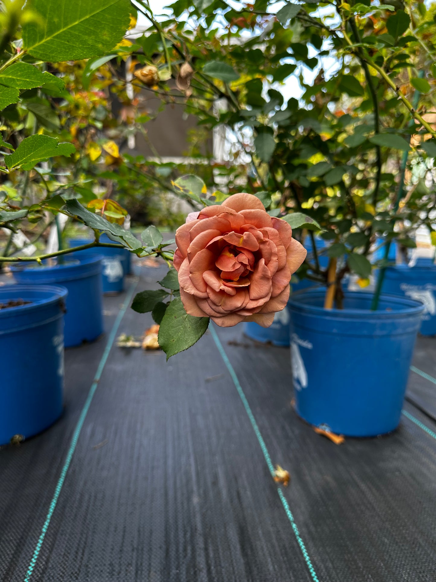 Rose - Koko Loco