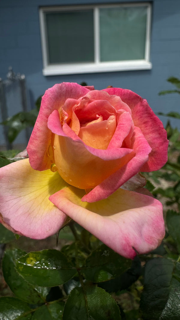 The Rosarium.