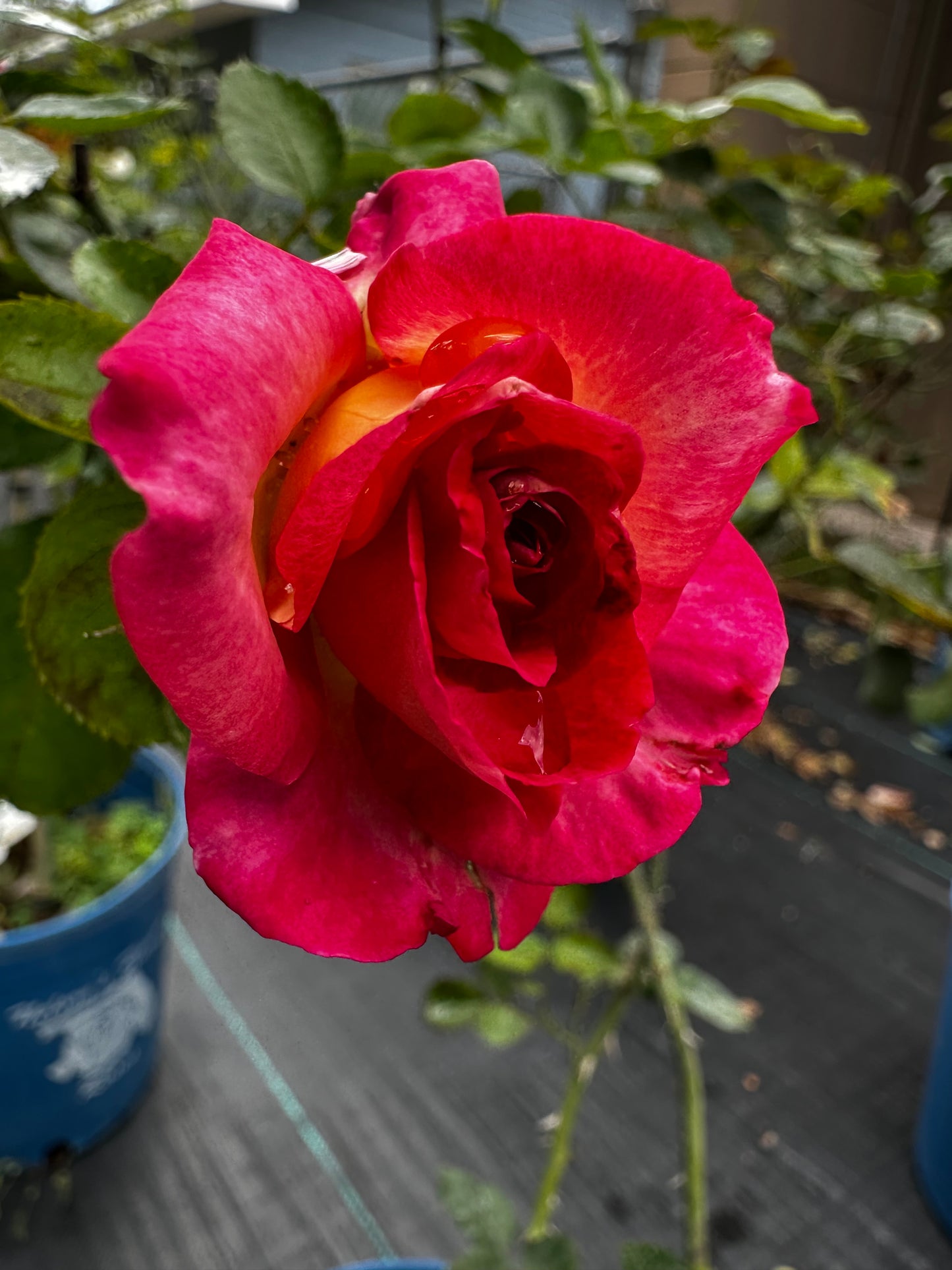Rose - Dick Clarke