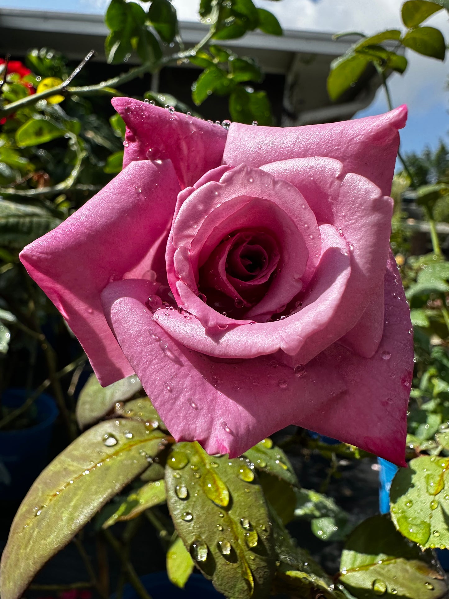 Rose - Perfume Delight XL