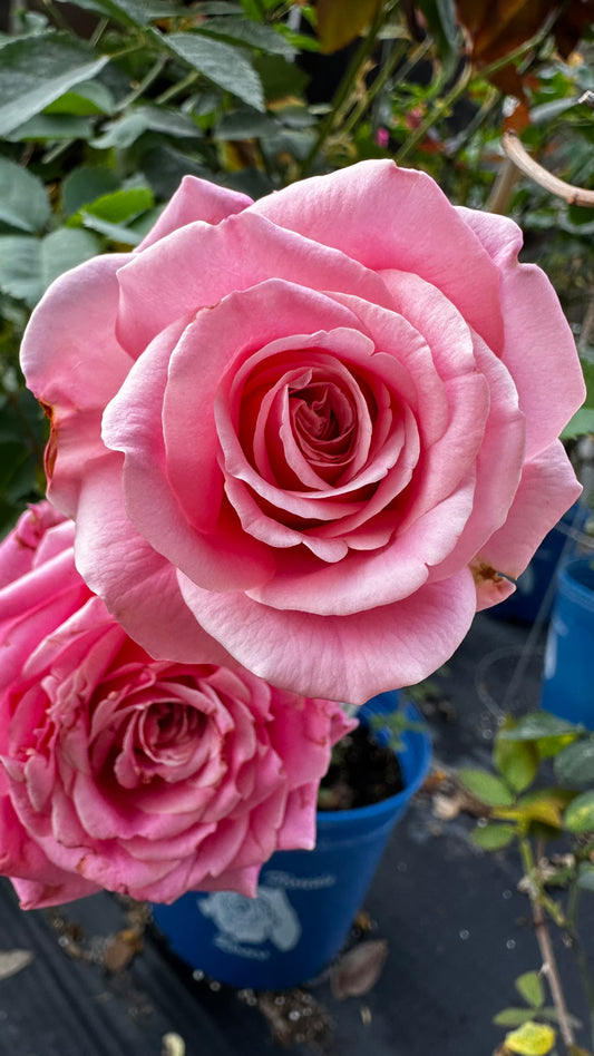 ROSE - Belinda’s Dream XL