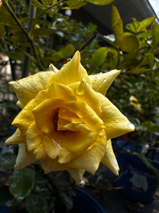 ROSE - Sunflare