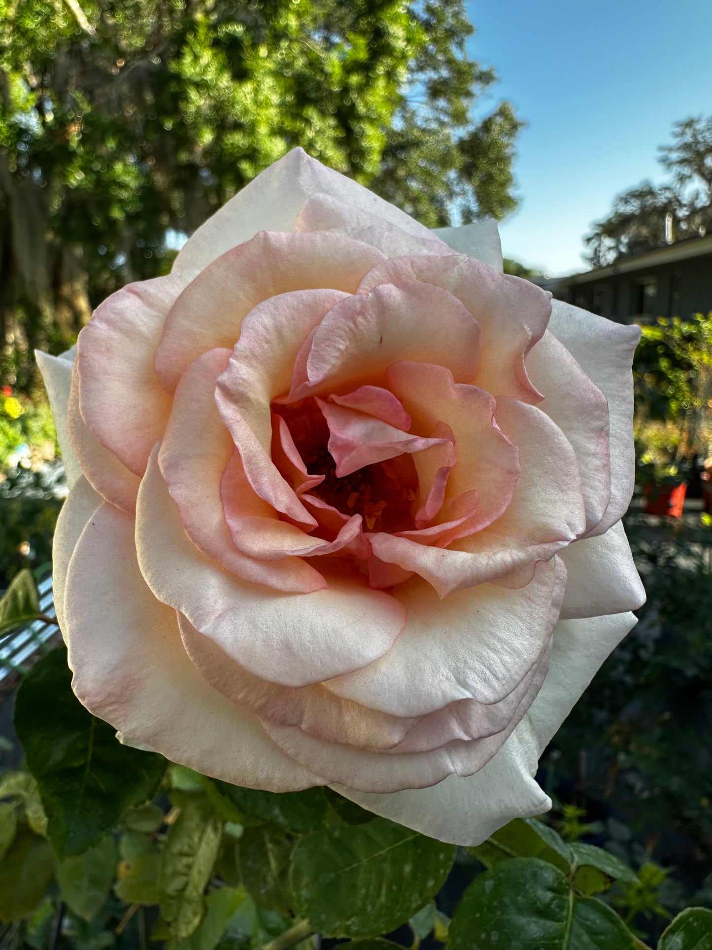 ROSE - Francis Meilland XL