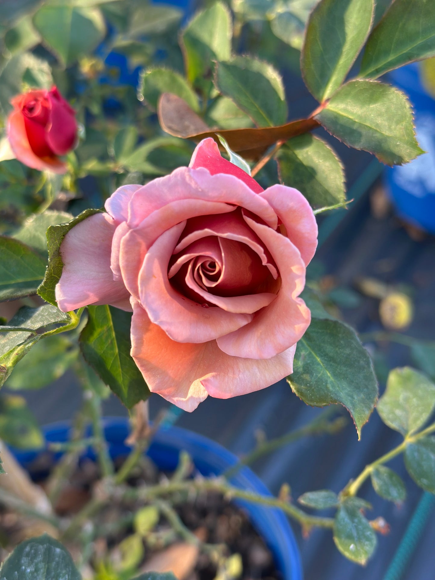 Rose - Koko Loco