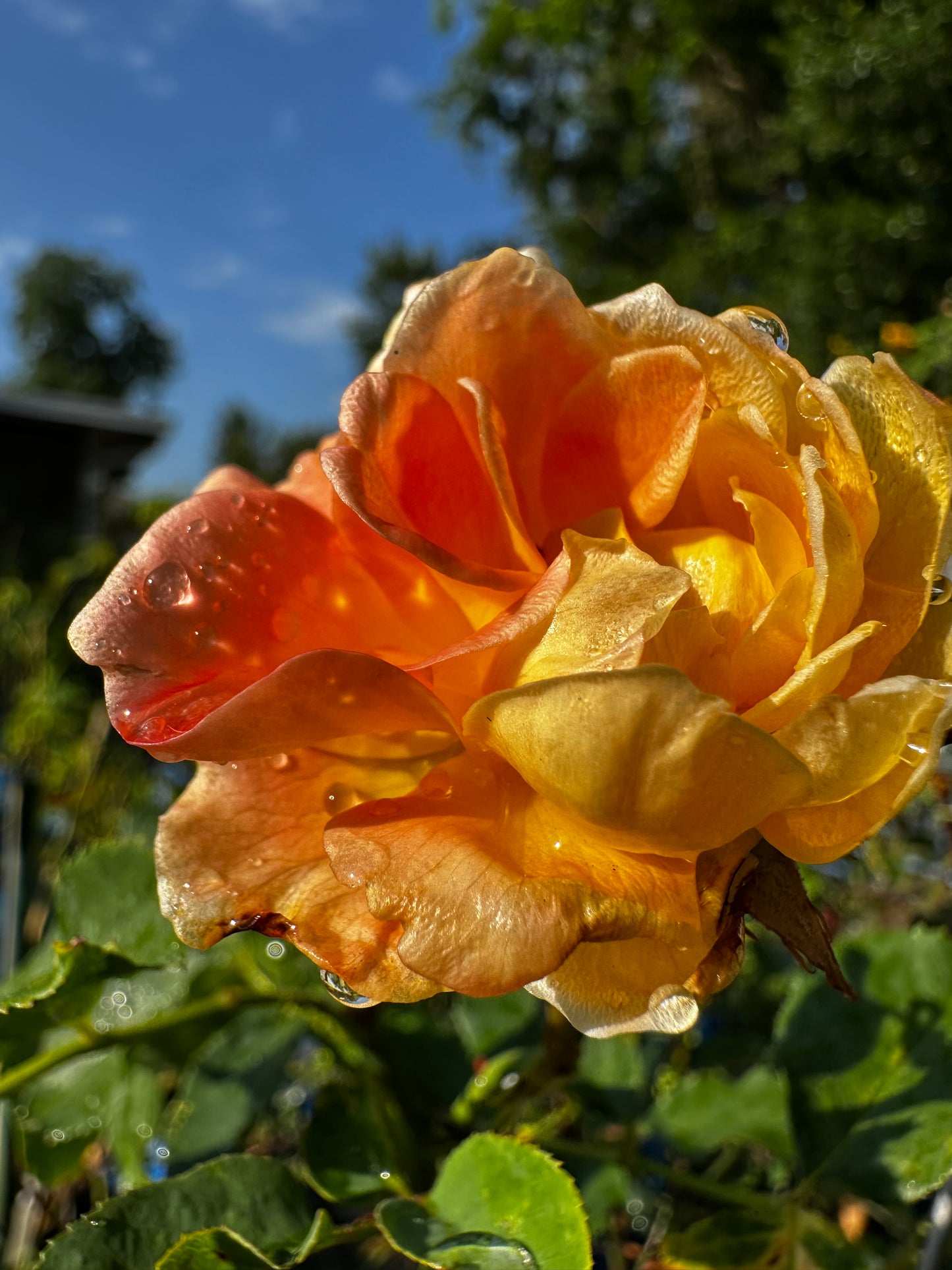 ROSE - Flo Nelson