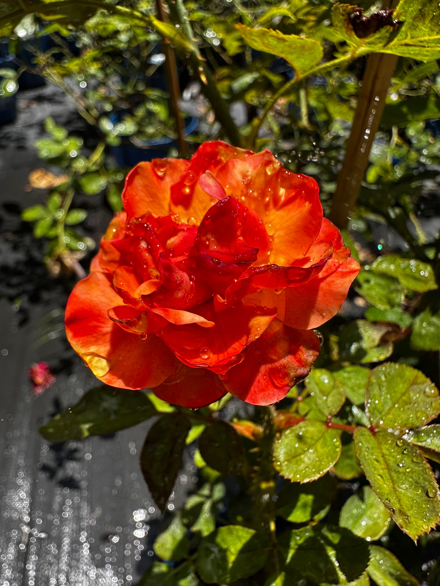 ROSE - Colorific
