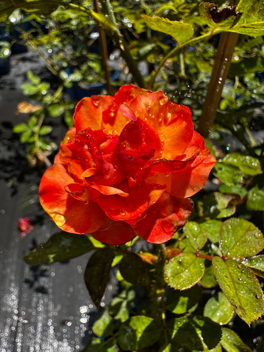 ROSE - Colorific
