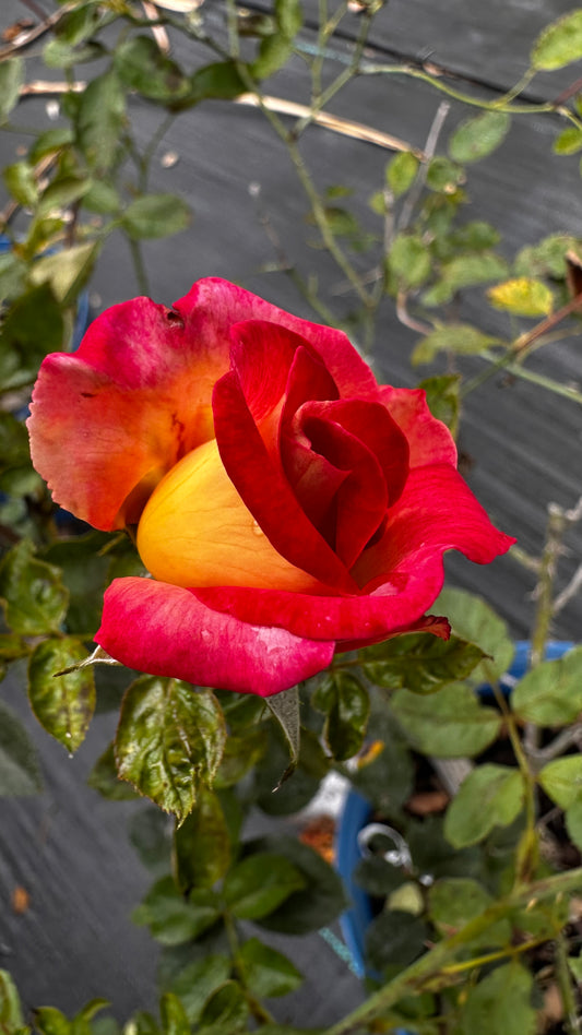 Rose - Dick Clarke