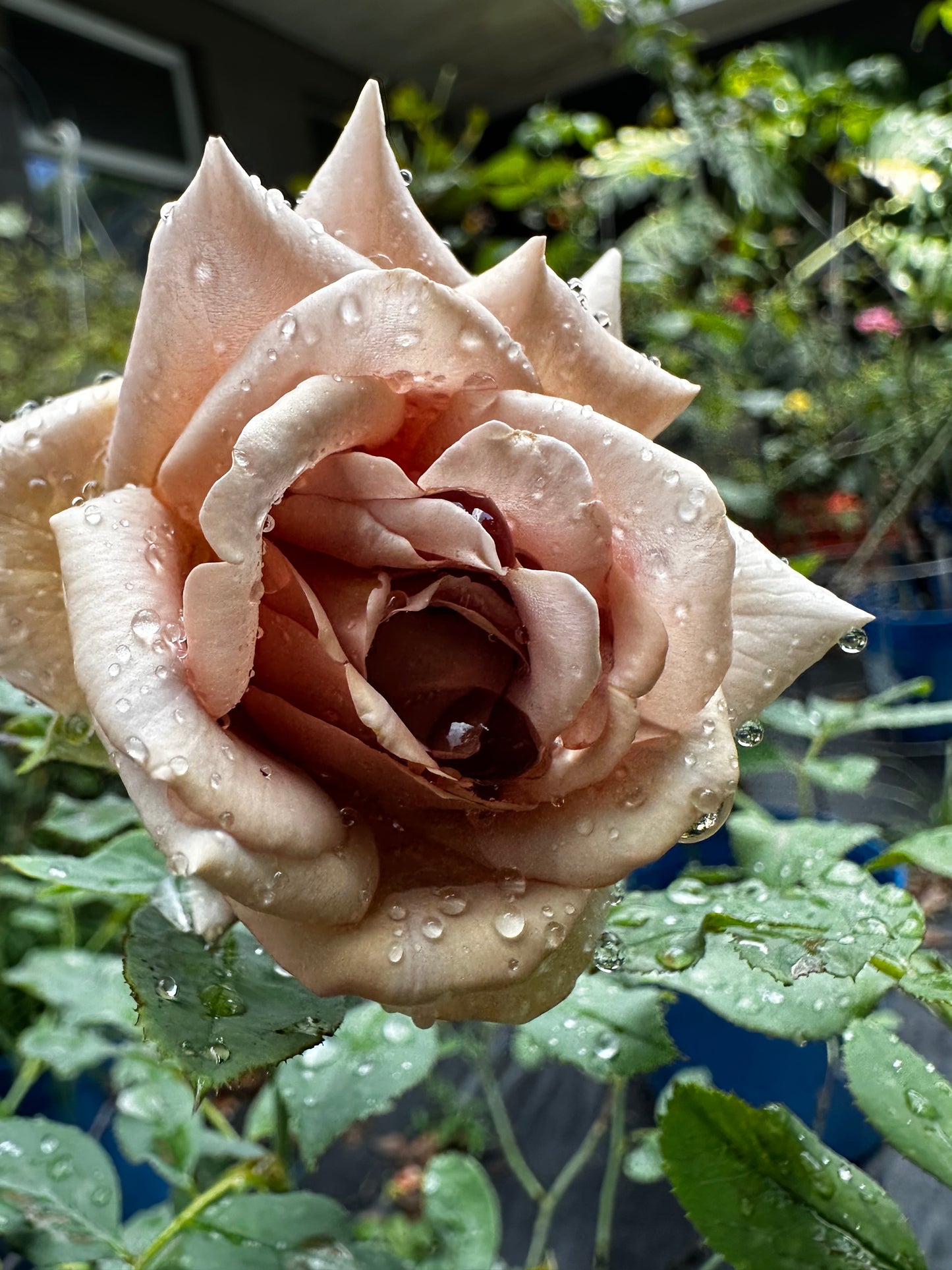 Rose - Koko Loco