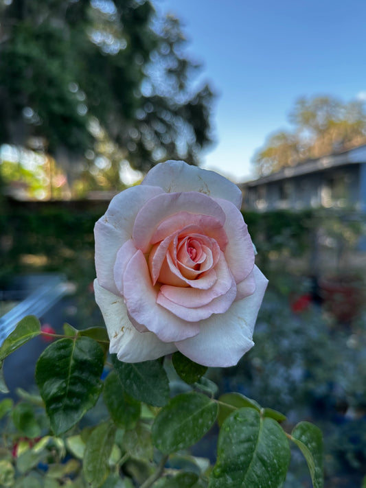 ROSE - Francis Meilland XL