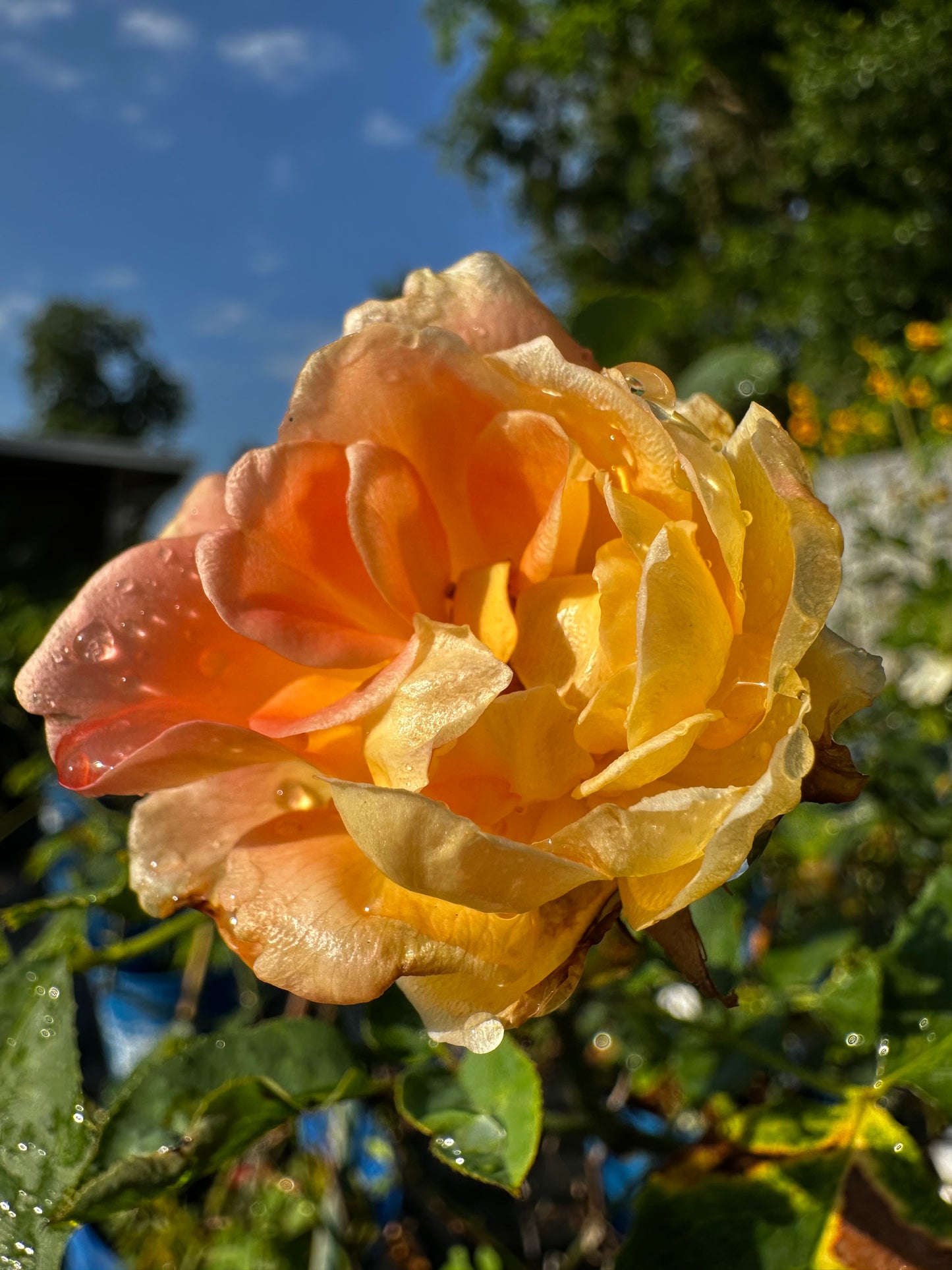 ROSE - Flo Nelson