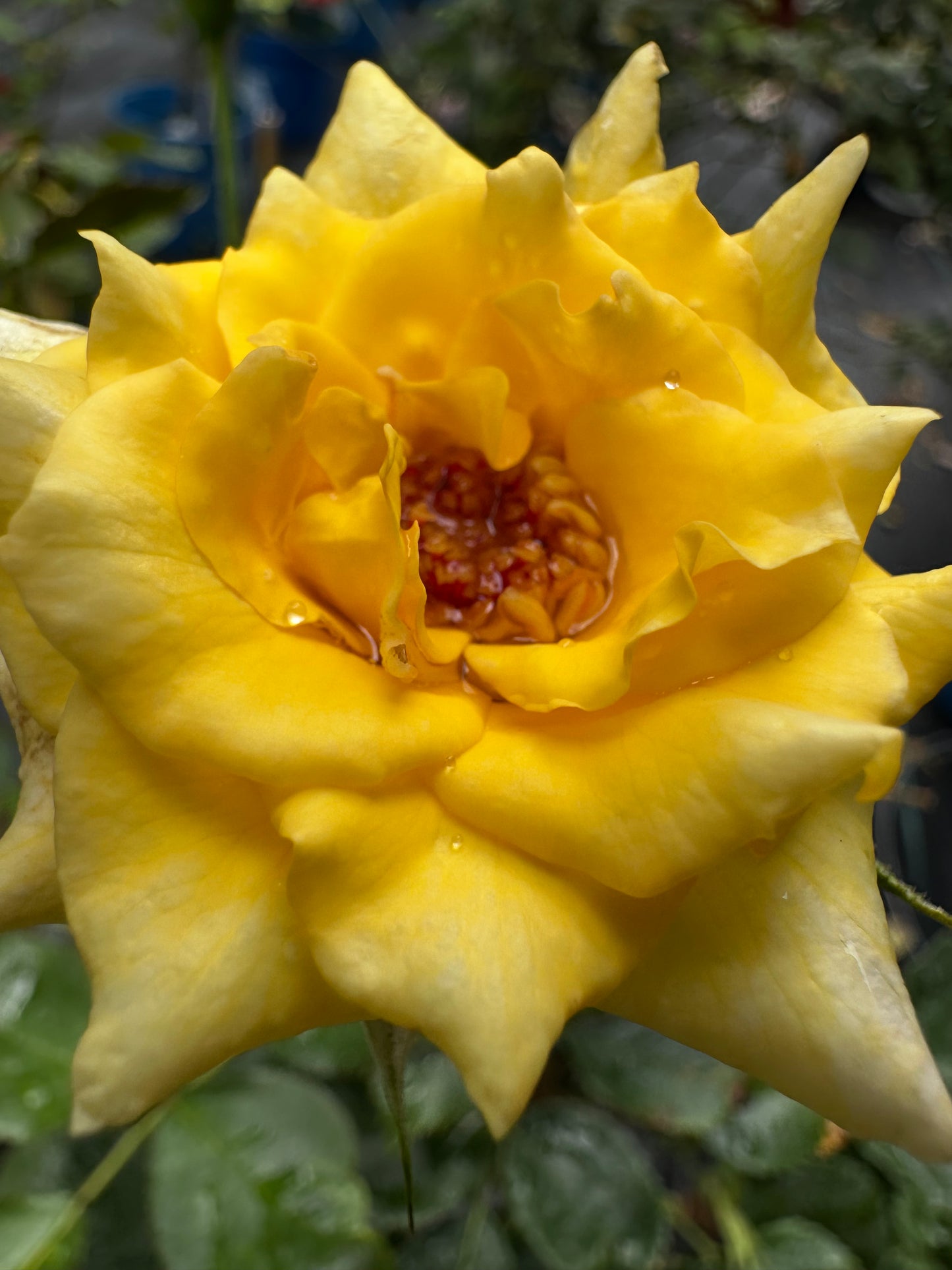 ROSE - Sunflare