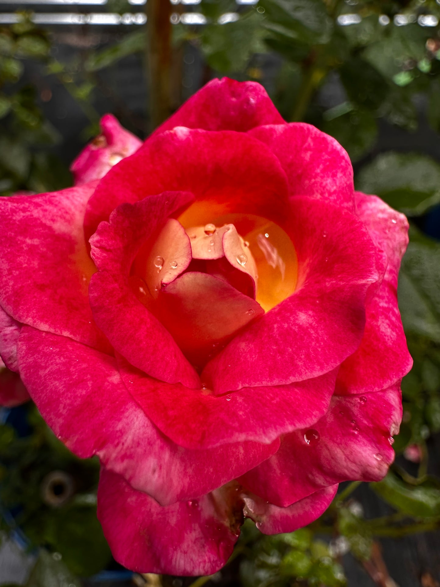 Rose - Dick Clarke