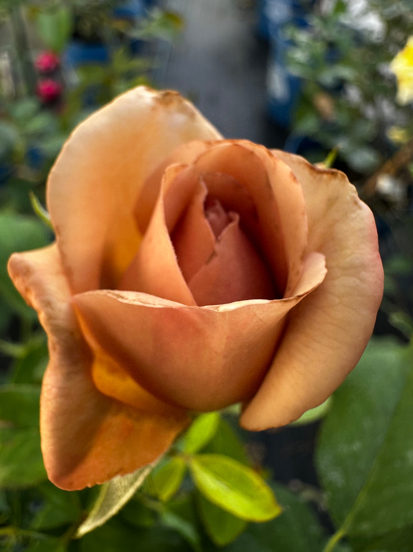 Rose - Koko Loco