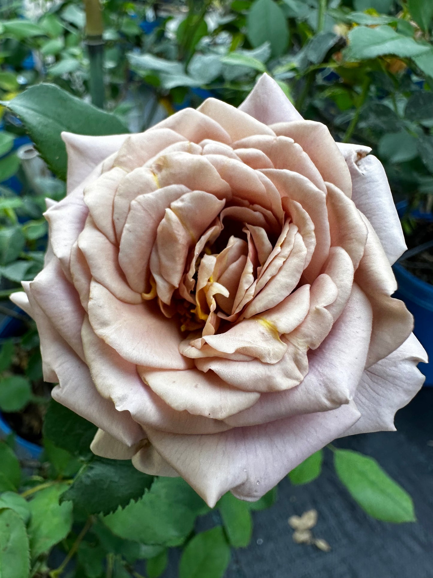Rose - Koko Loco