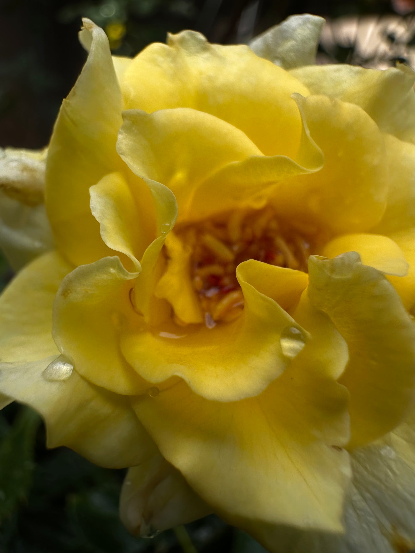 ROSE - Sunflare
