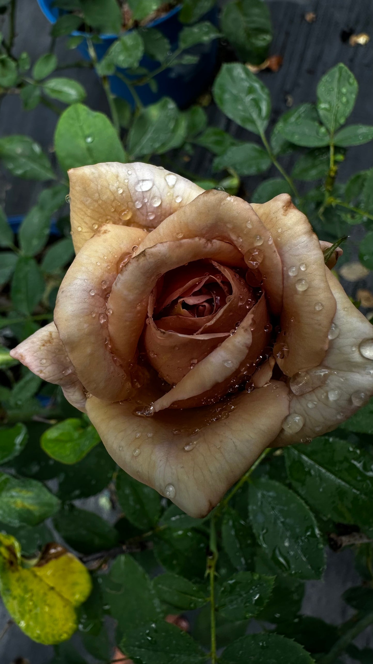 Rose - Koko Loco