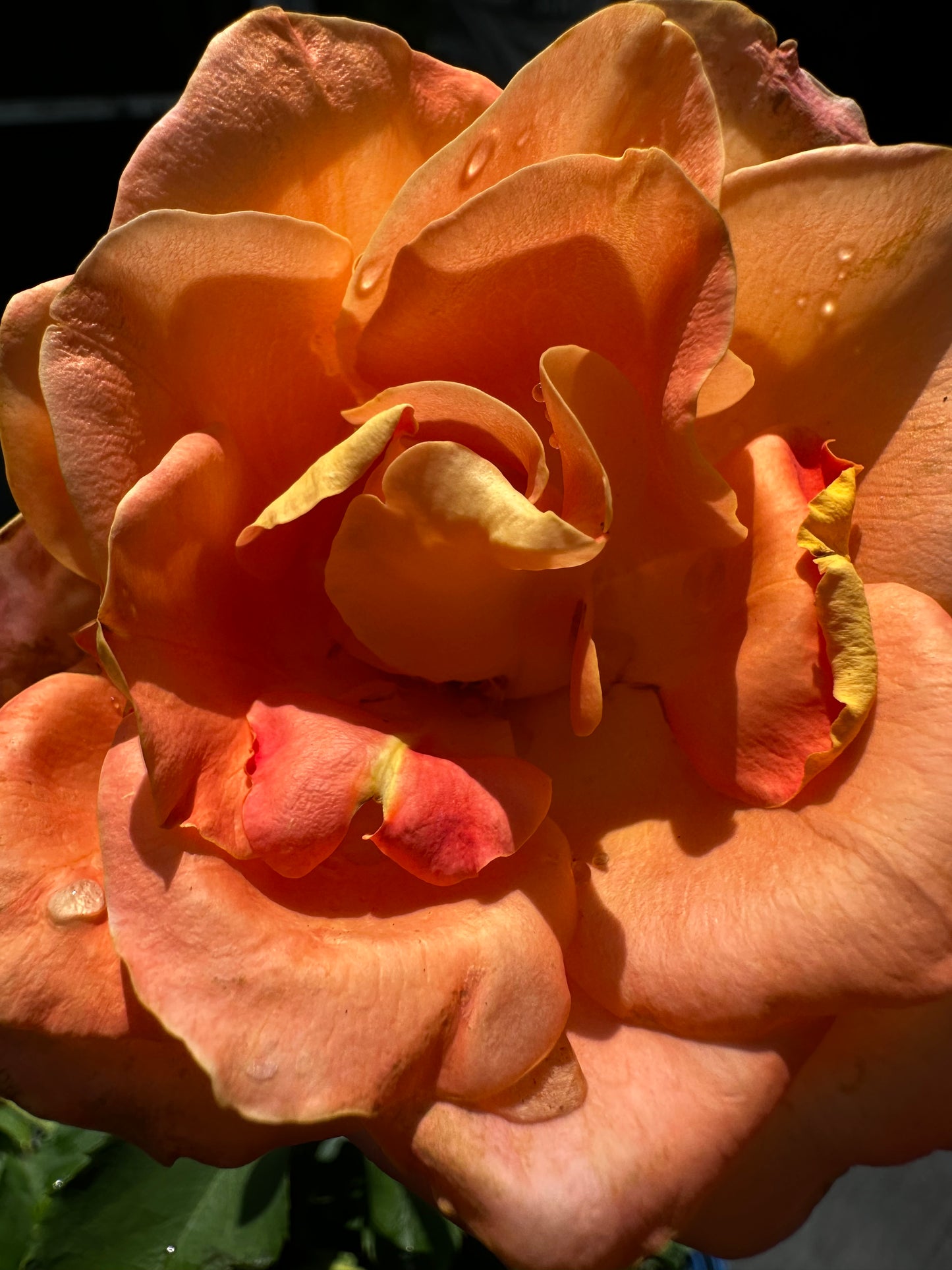 ROSE - Flo Nelson