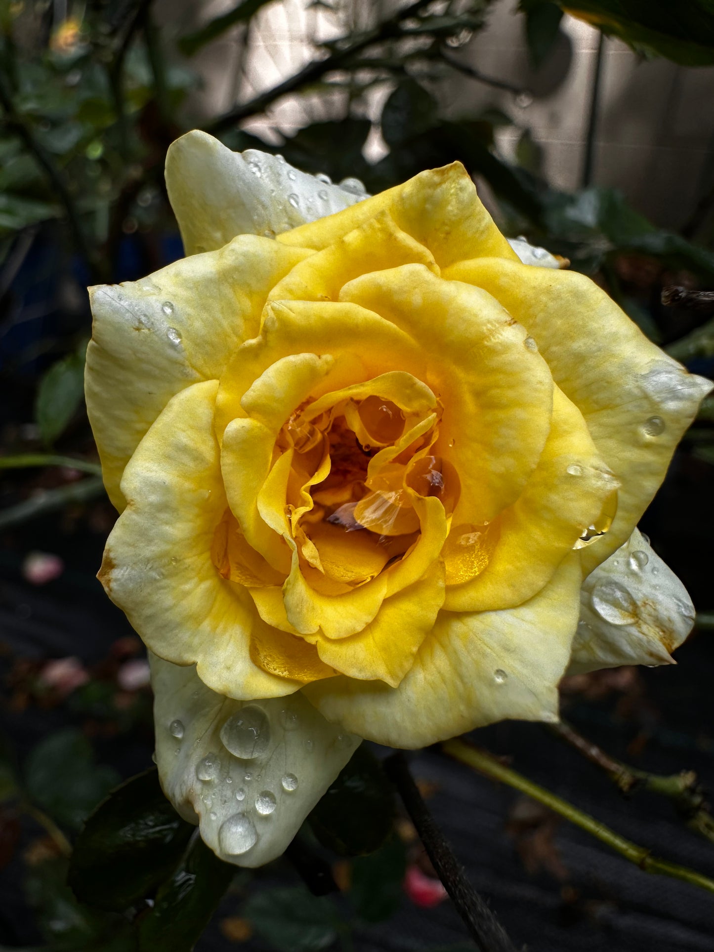 ROSE - Sunflare
