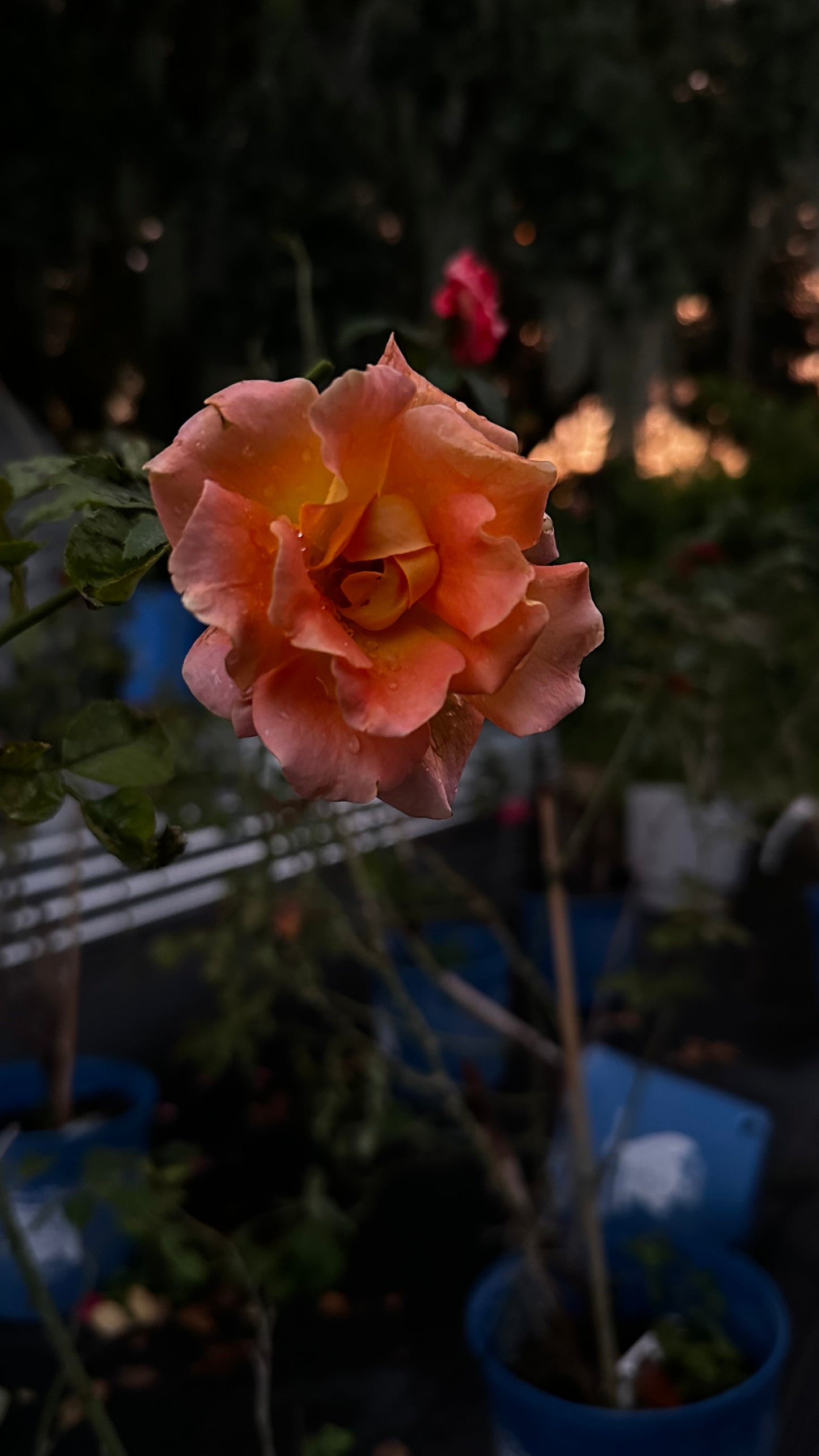 ROSE - Flo Nelson