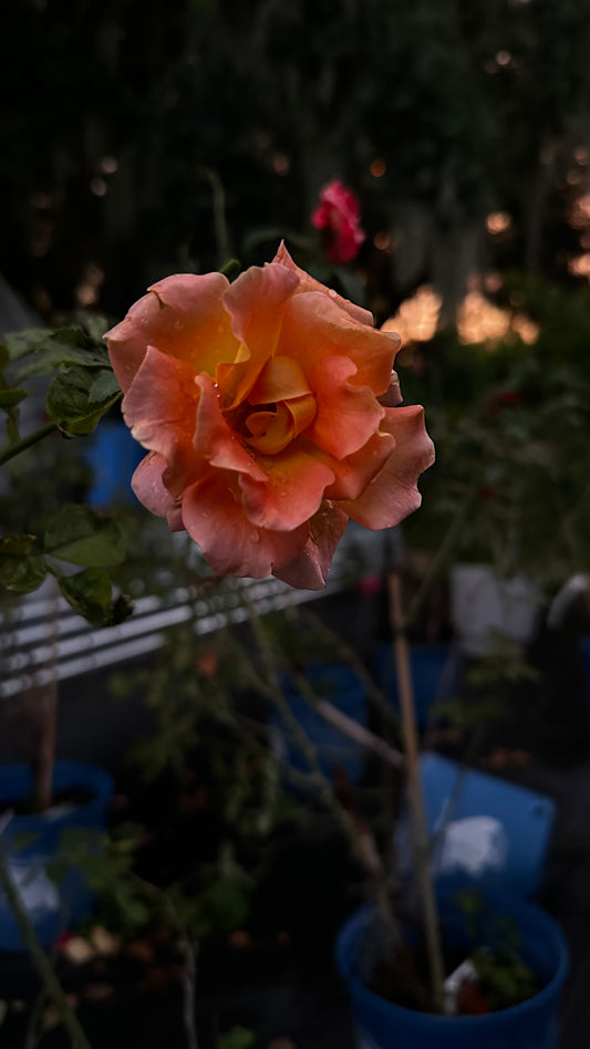 ROSE - Flo Nelson