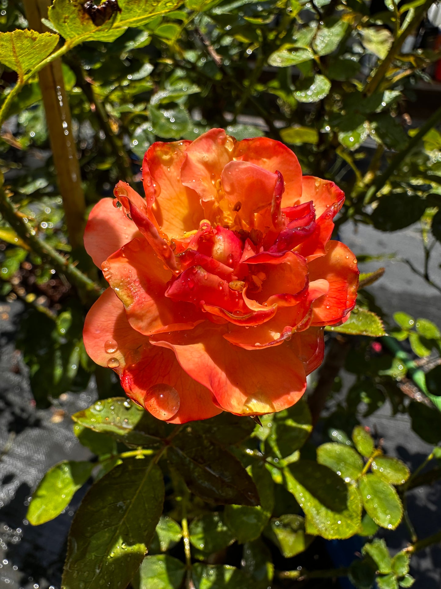 ROSE - Colorific