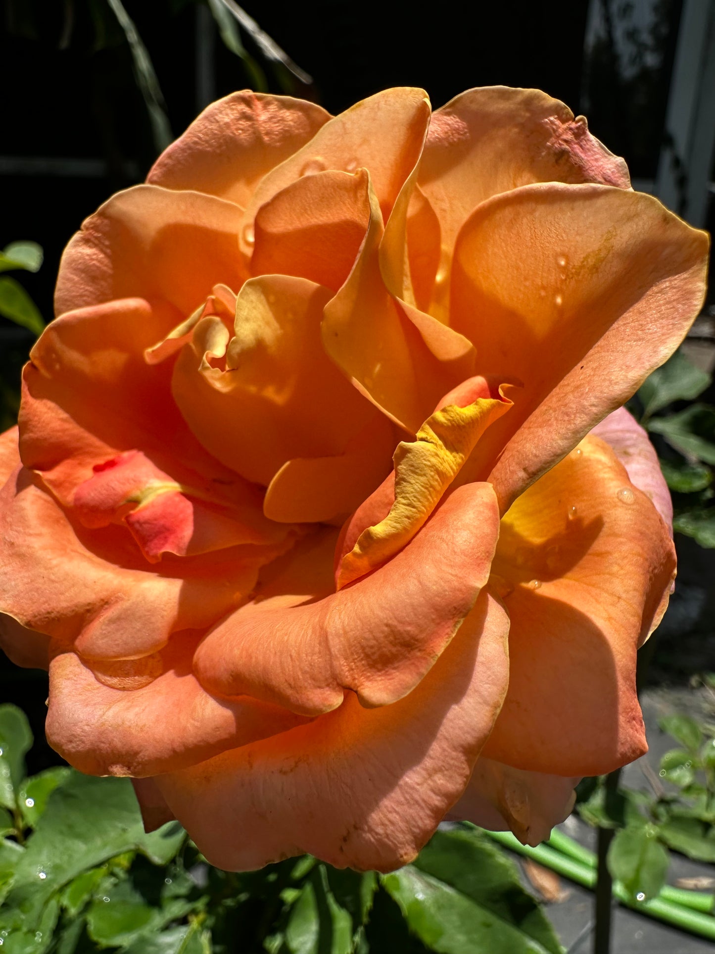 ROSE - Flo Nelson