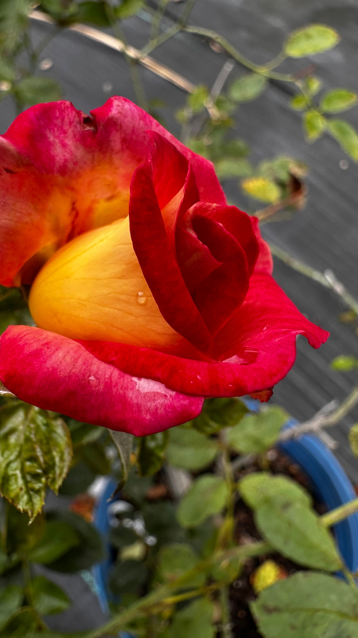 Rose - Dick Clarke