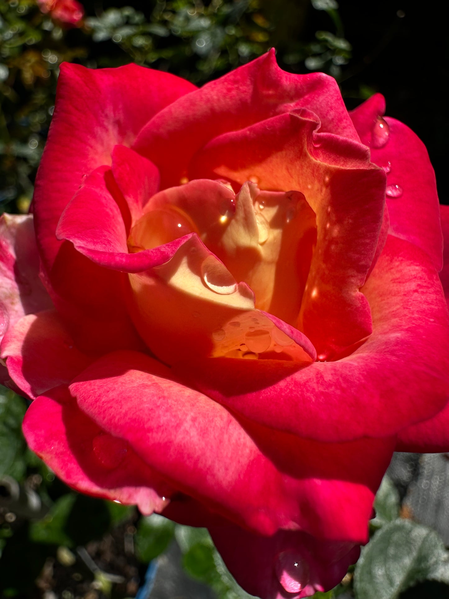Rose - Dick Clarke